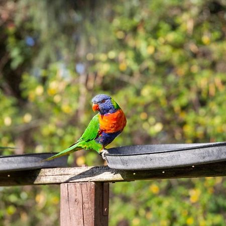 Lorikeet Holiday Park Arrawarra Kültér fotó